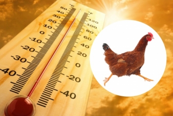 Bivit: Vlot de warme dagen door dankzij de nieuwe Heatstop!