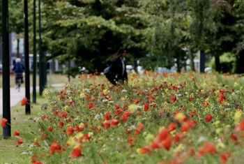 LUNCHXPOSEE : Hoe kan uw bedrijf zonder al te veel inspanningen een bijdrage leveren aan biodiversiteit op de industriezone?